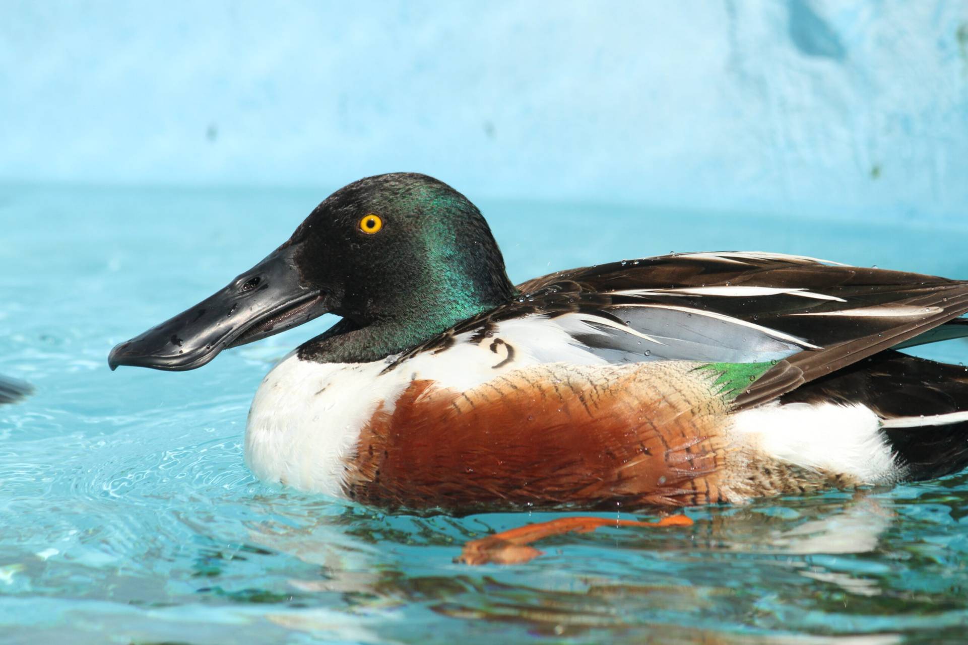 Male Northern Shoveler in care. Photo by Cheryl Reynolds
