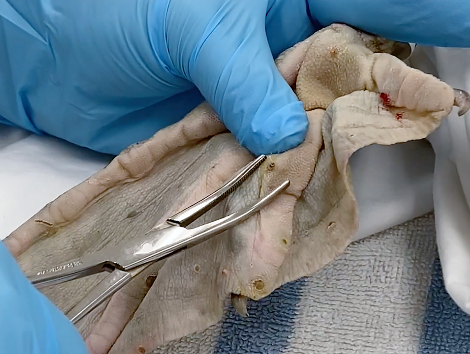 Photo of foot of Brown Pelican as staff removes thorns at International Bird Rescue.