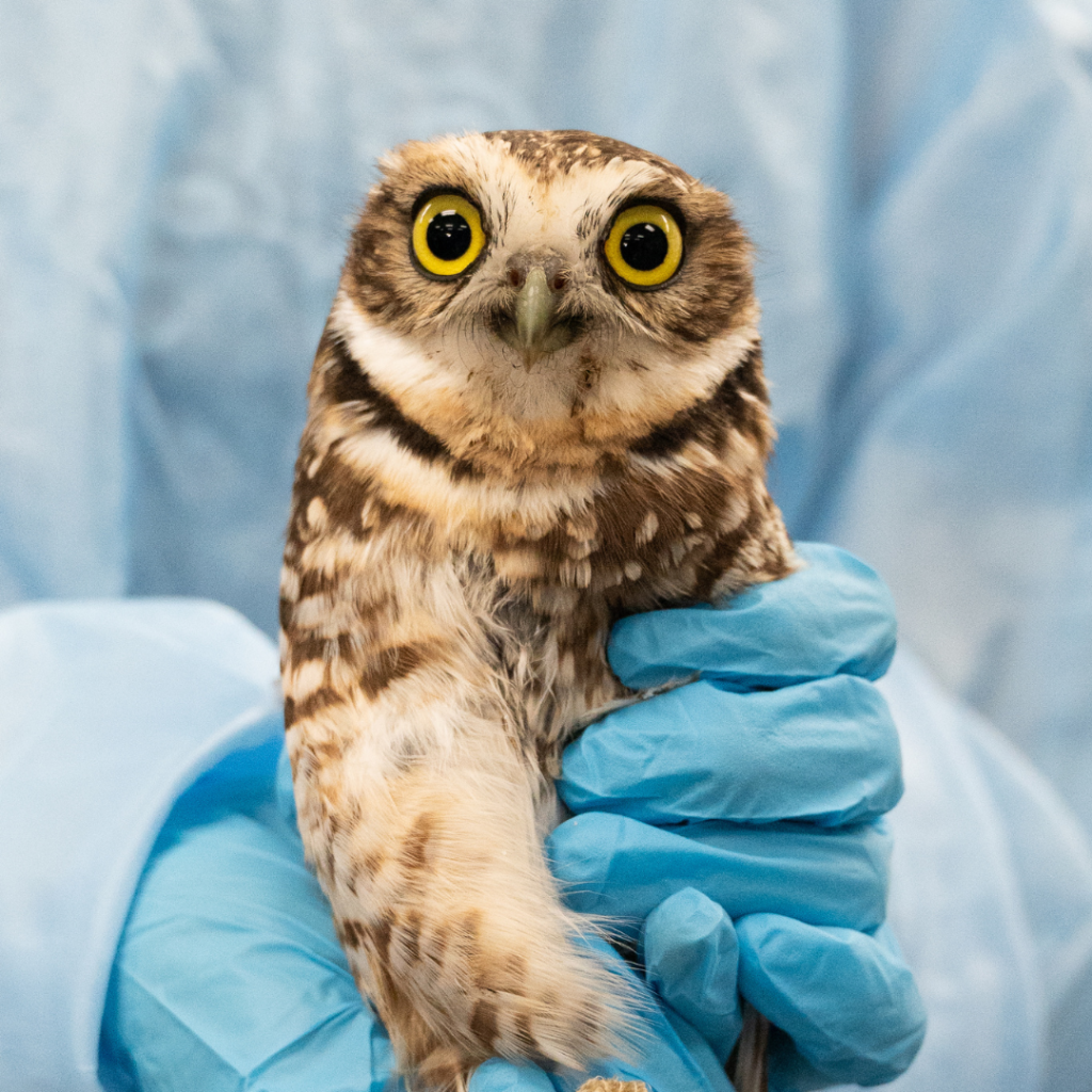Wester Burrowing Owl
