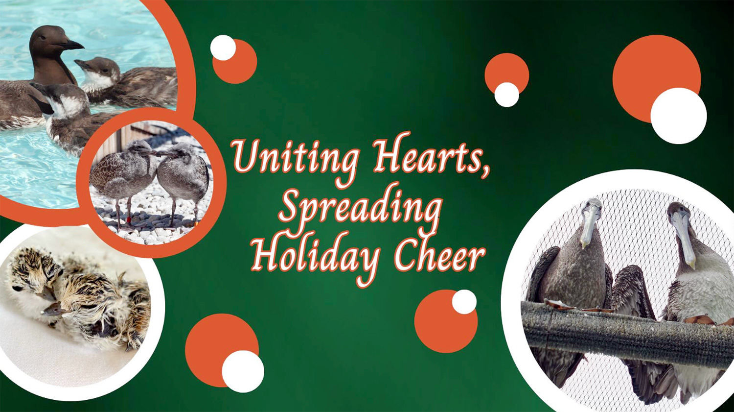 Happy Holidays 2024 from International Bird Rescue