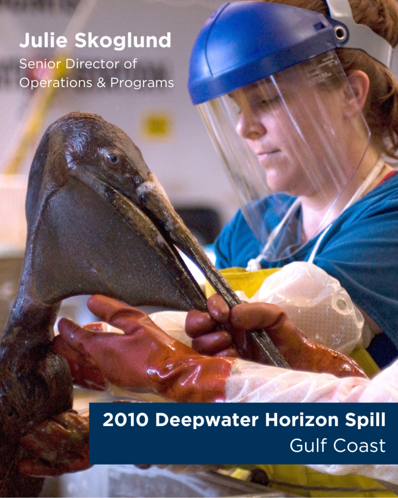 Julie Skoglund washes an oiled Brown Pelican at Deepwater Horizon spill.