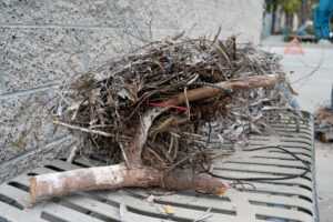 Cormorant nest containing trasg