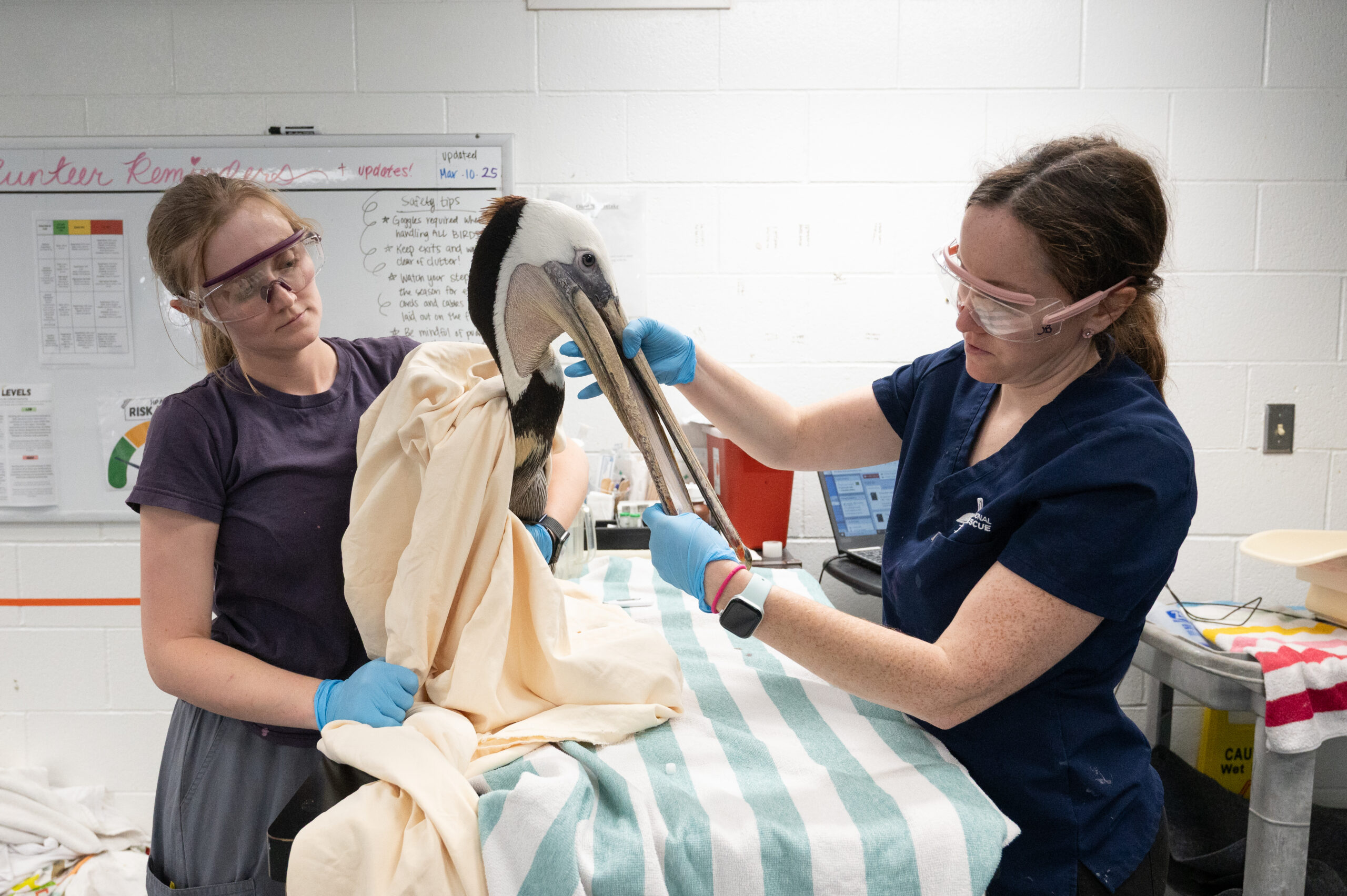 Staff examine an adult Brown Pelican