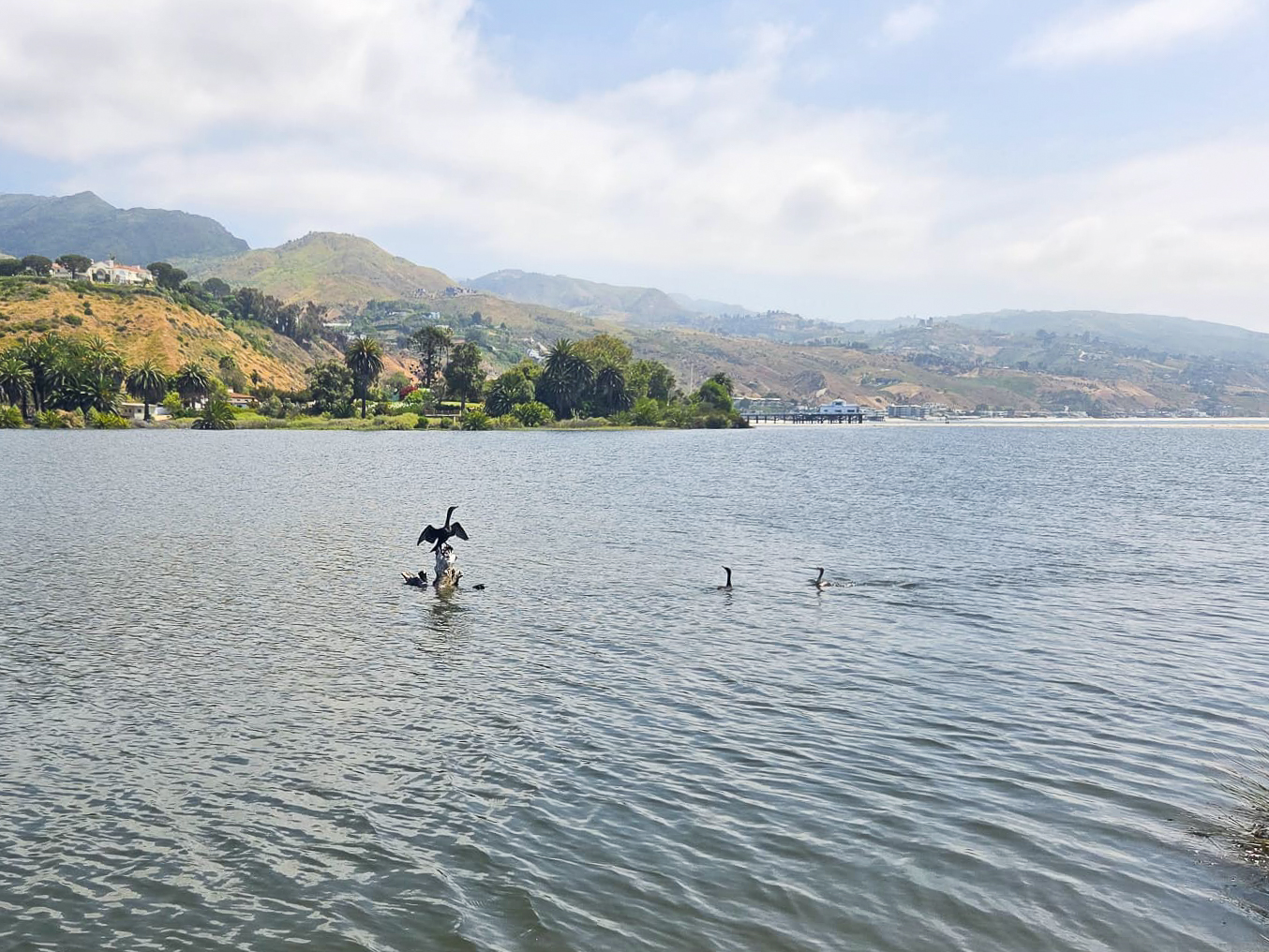 Released cormorants swimming in the wild.