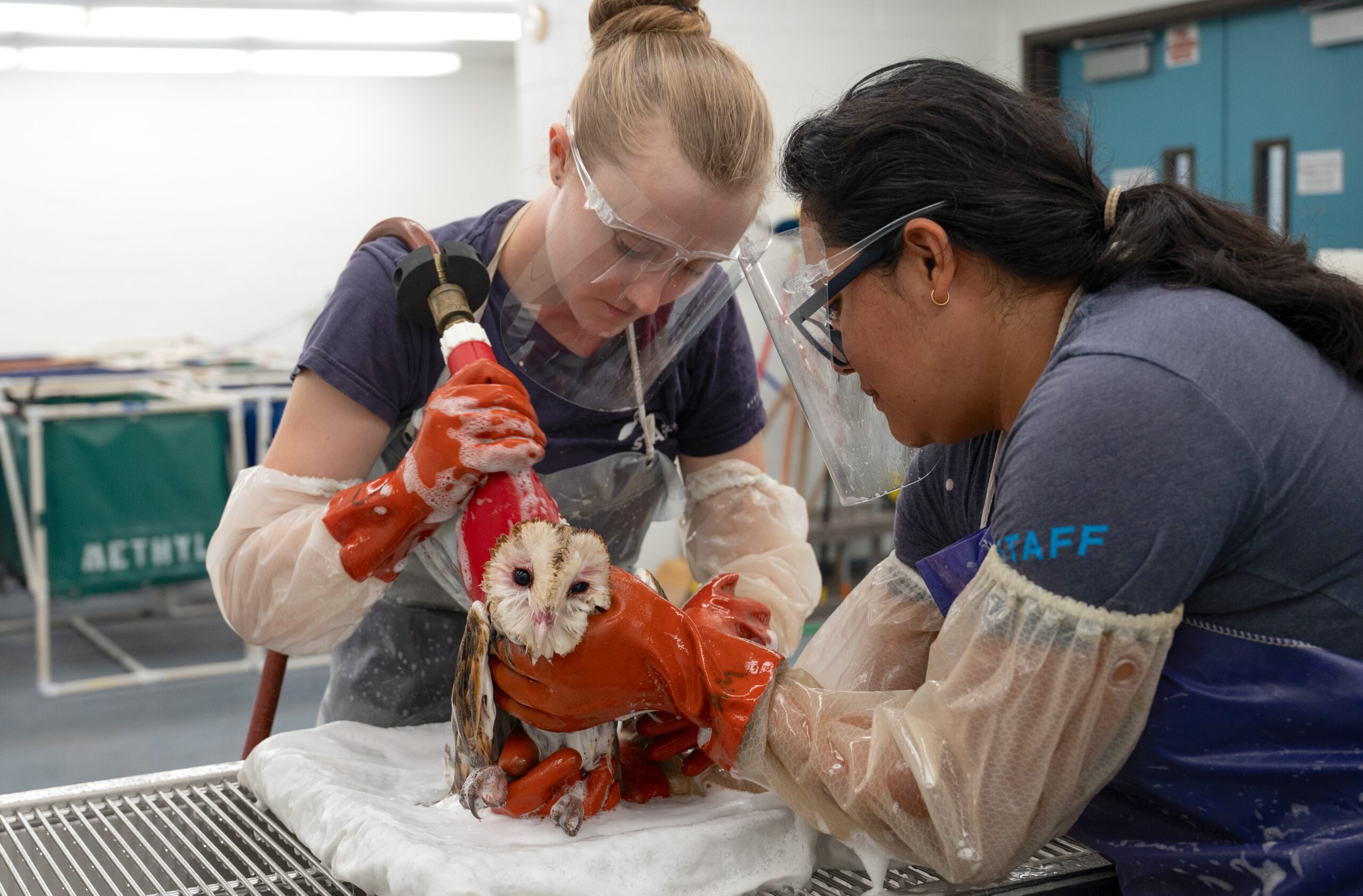 Two rehabilitation technicians wash a Barn Owl contaminated with glue