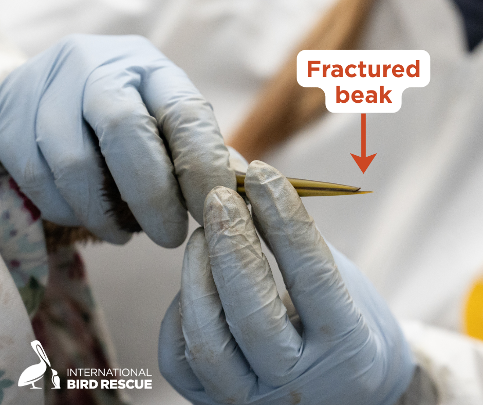 Staff examine an oiled grebe's fractured beak