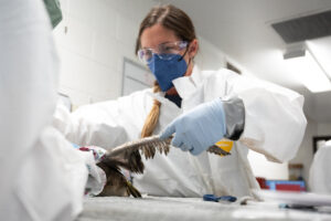 LA Center Manager Kylie Clatterbuck examines an oiled grebe's wing. 