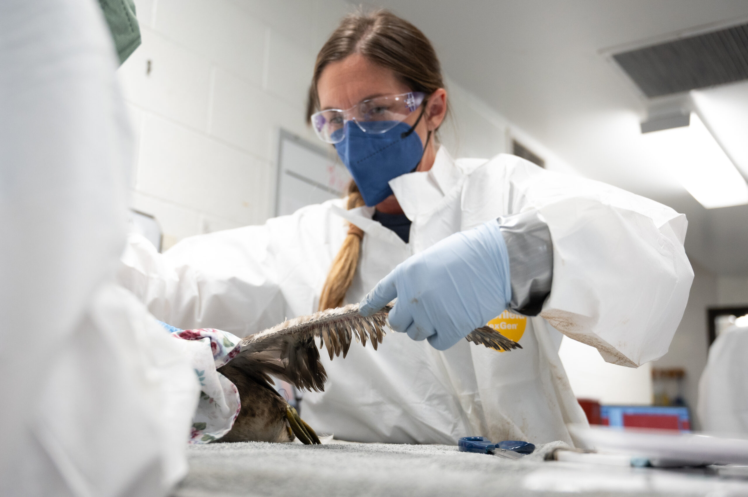 LA Center Manager Kylie Clatterbuck examines an oiled grebe's wing.