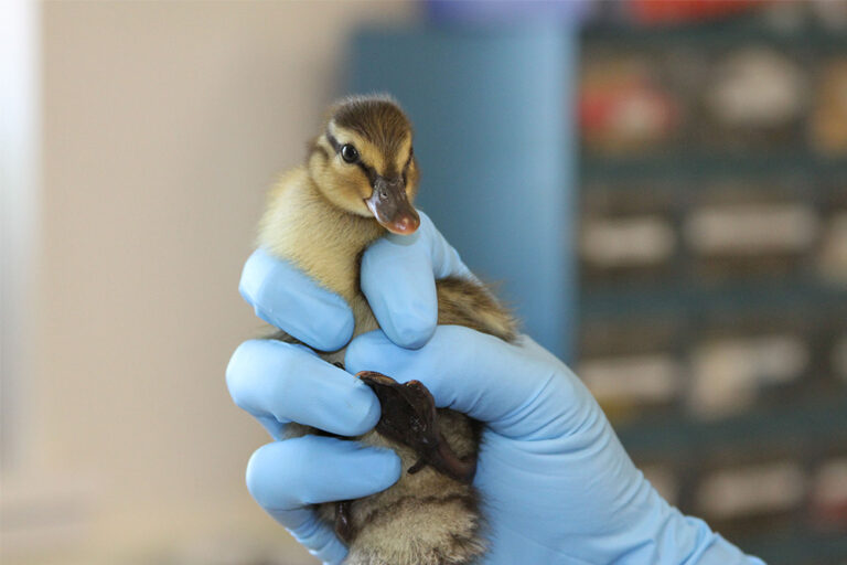 _0000_adopt-a-duckling