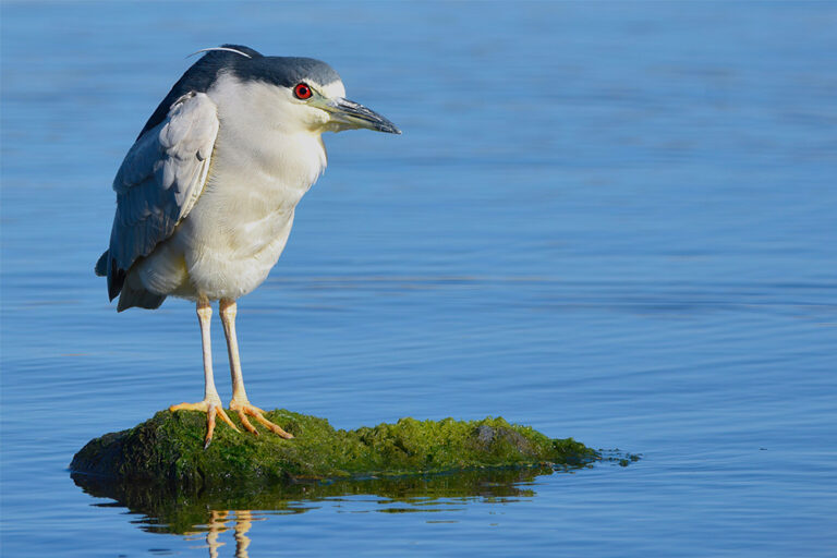 _0001_adopt-a-heron