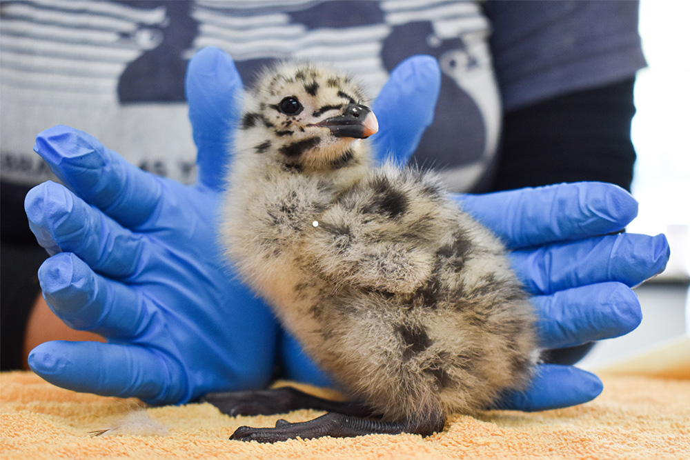 Adopt-a-Bird program with Western Gull Chick
