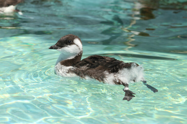 _0003_adopt-a-murre