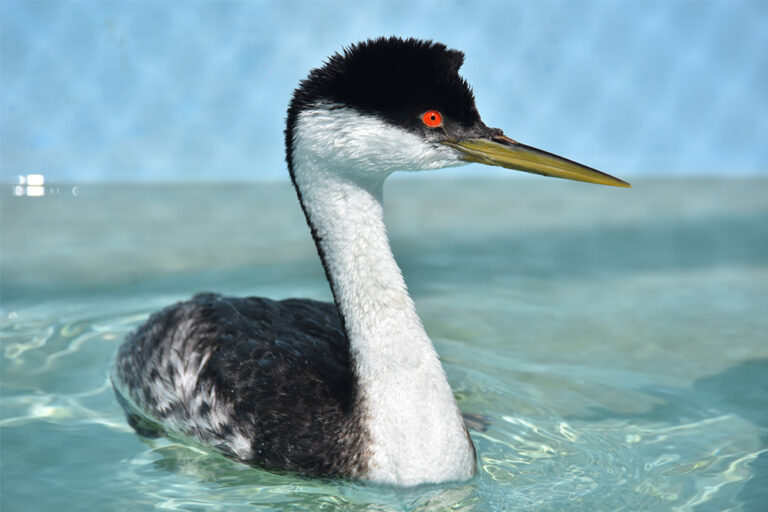 _0004_adopt-a-grebe