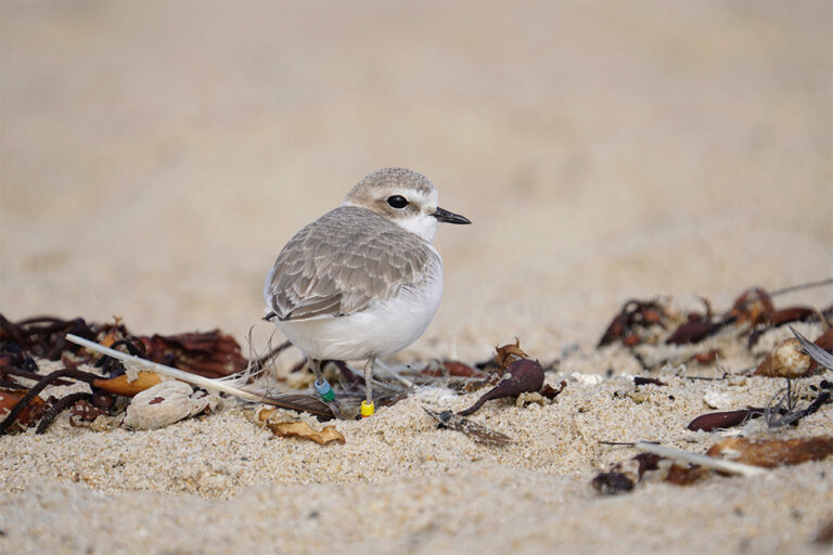 _0005_adopt-a-snowy-plover
