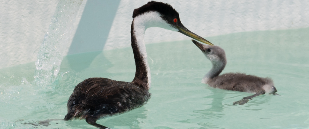 Year End 2025 Grebes
