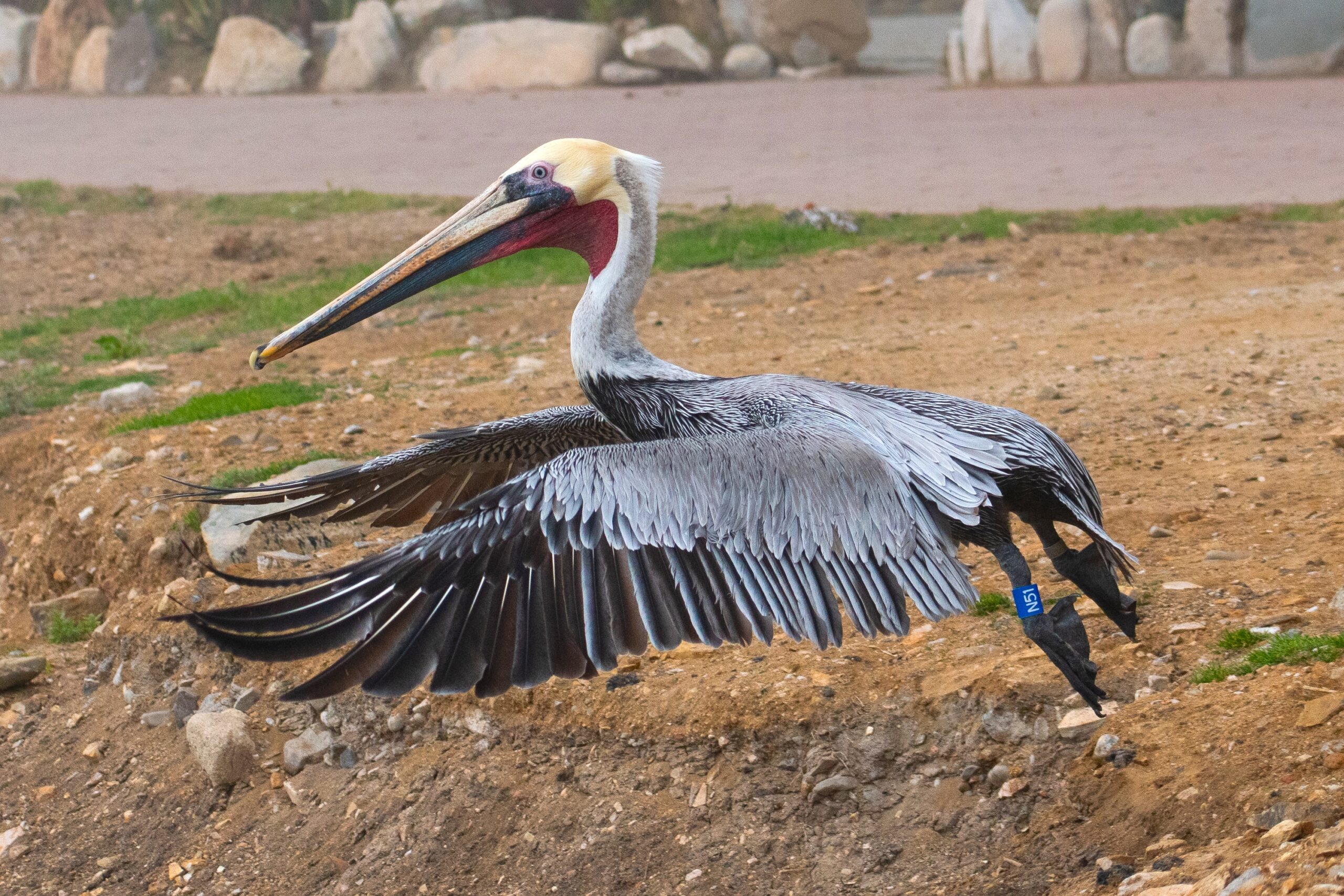 Blue-banded Brown Pelican N51 released to the wild