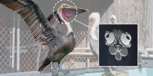 Brown Pelican N51 and MRI image