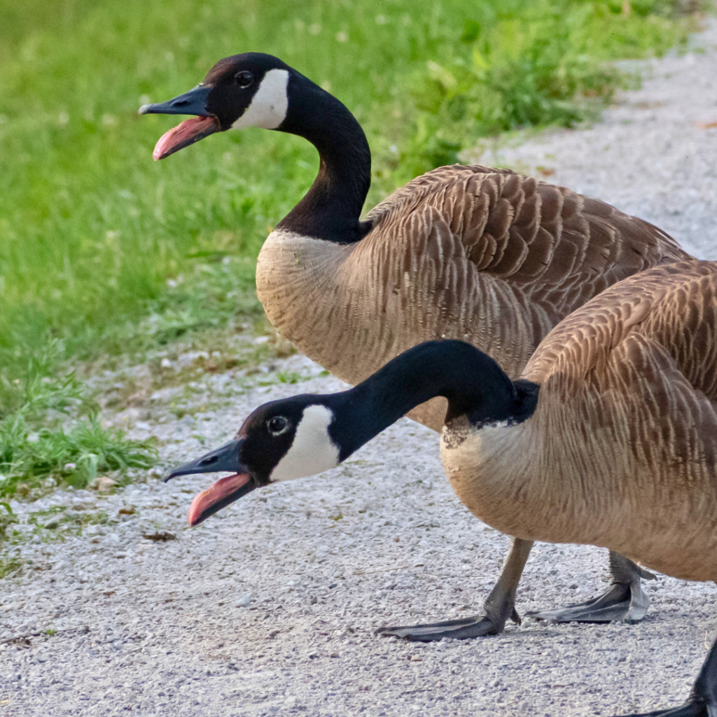 Two Canada Geese hissing at something out of frame