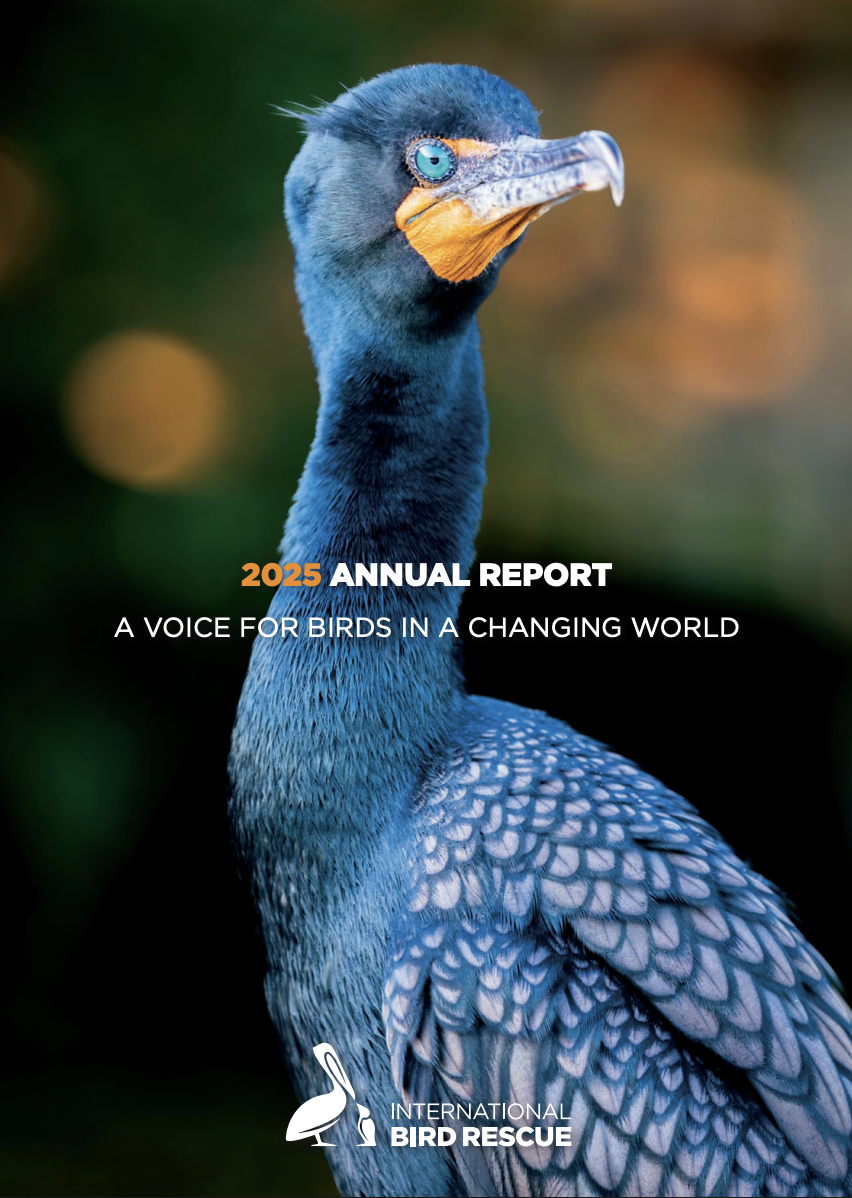 Annual Report 2025 featuring Double-crested Cormorant