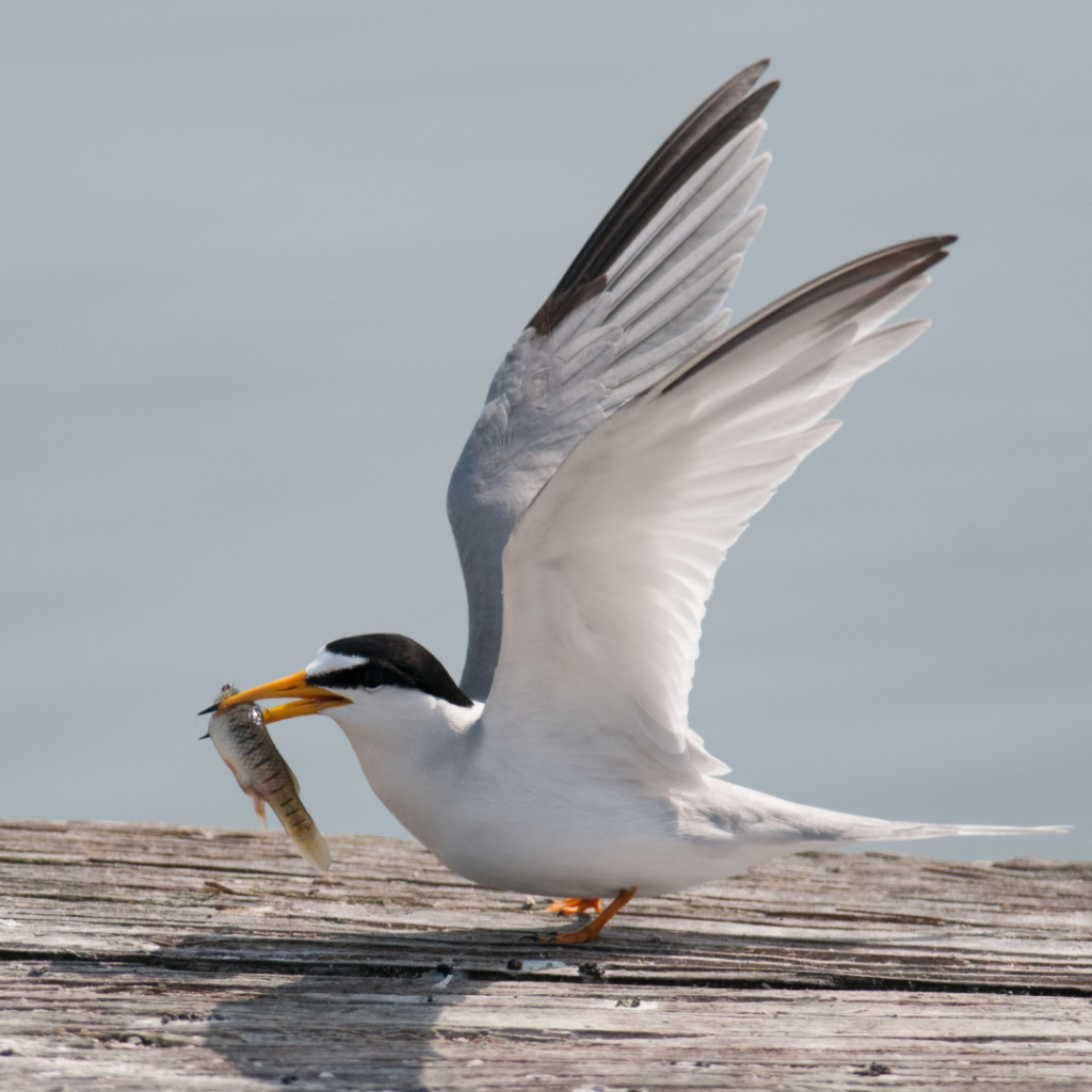 A Least Tern holds a fish in its mouth