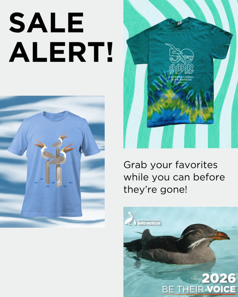 Various merch on sale