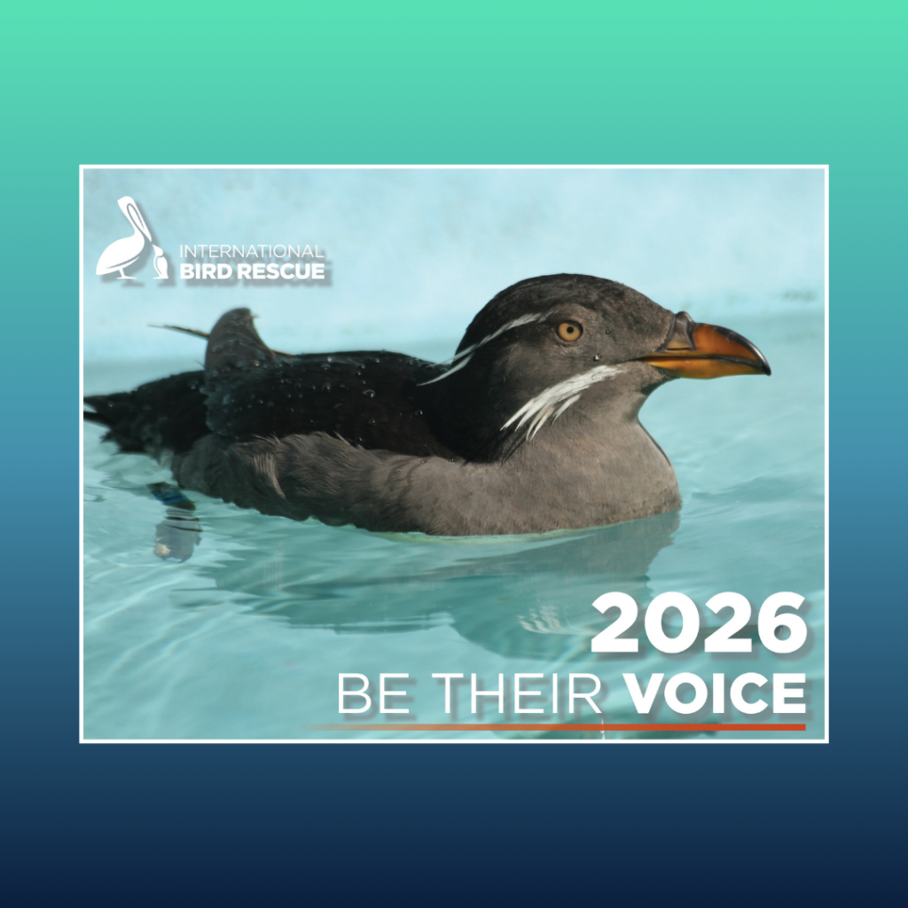 2026 calendar featuring Rhinoceros Auklet