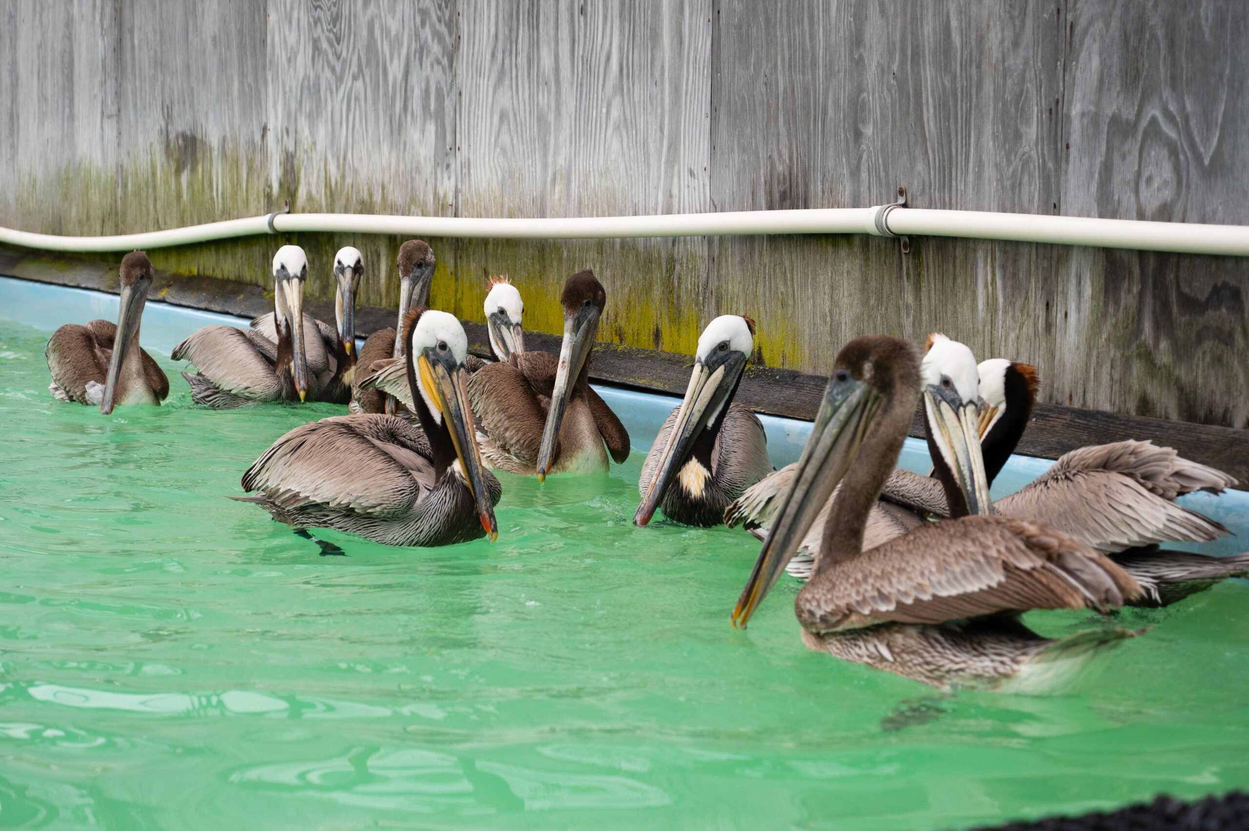 Brown Pelicans swimming in a pool in the aviary