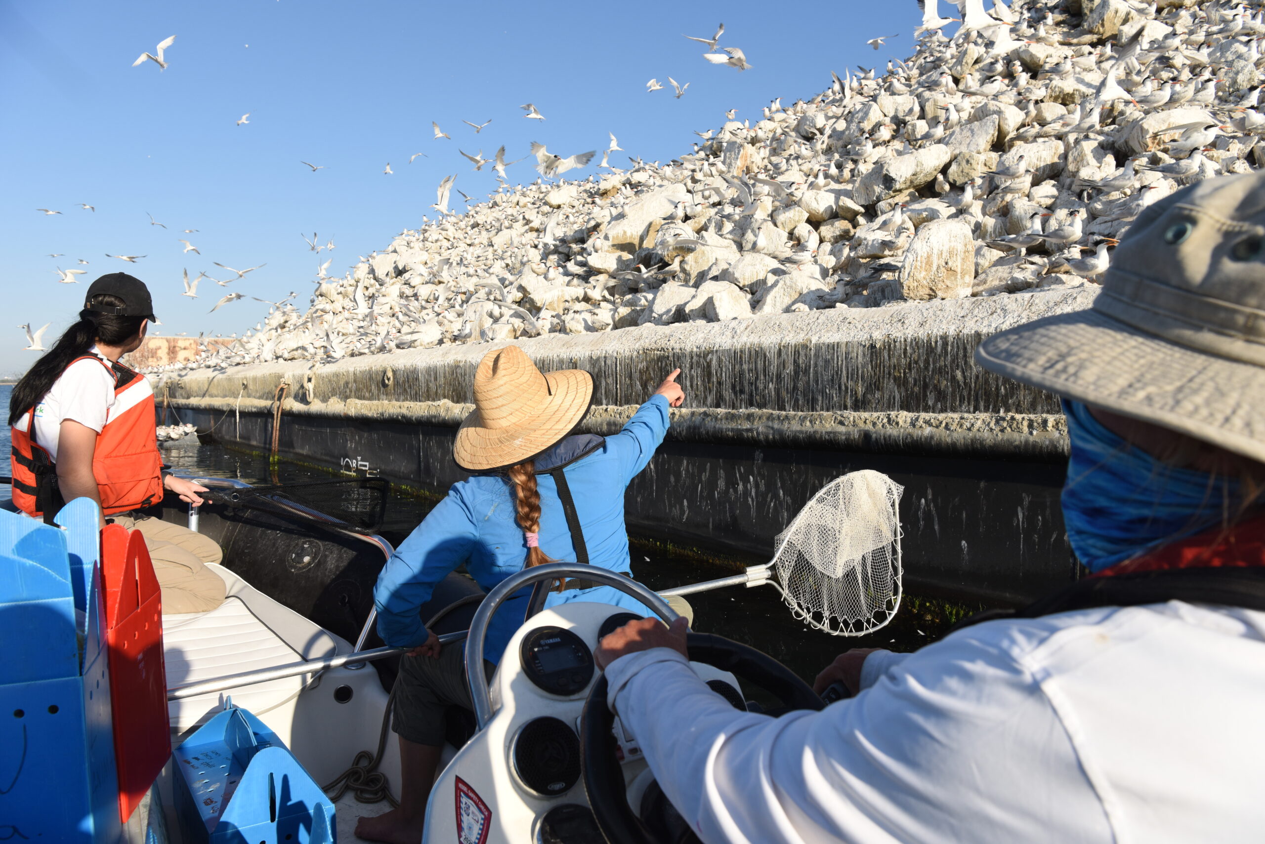 Rescue team approaches Elegant Tern colony in Long Beach Harbor