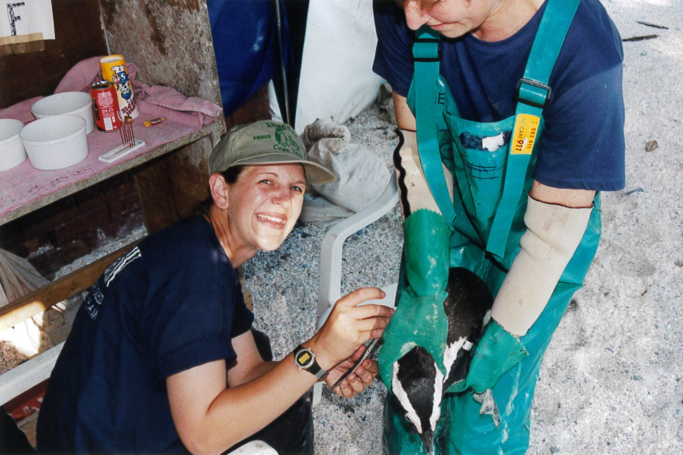 Danene Birtell examines the feathers of a newly-washed African Penguin.
