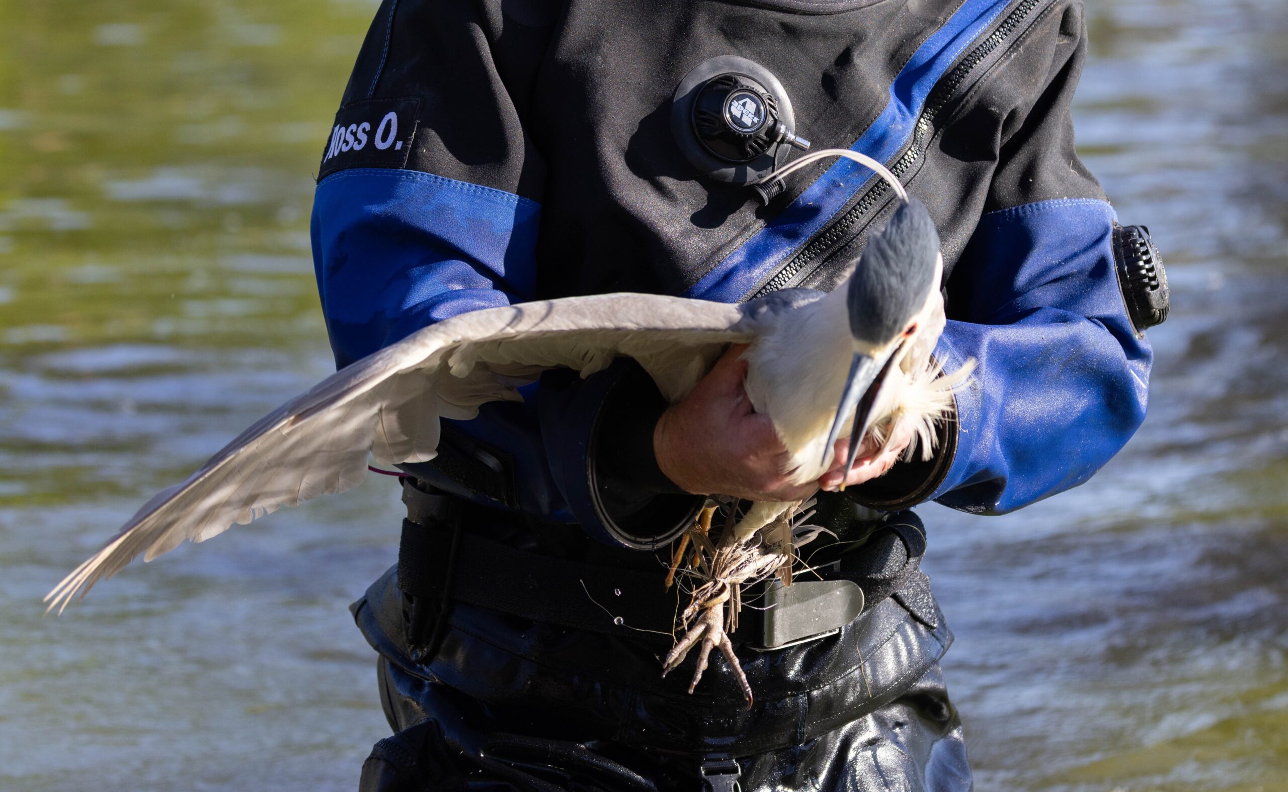 Man in wetsuit holds Black-crowned Night Heron entangled in fishing line