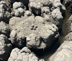 Four eggs are located on a salt marsh panne surrounded by deep crevices.