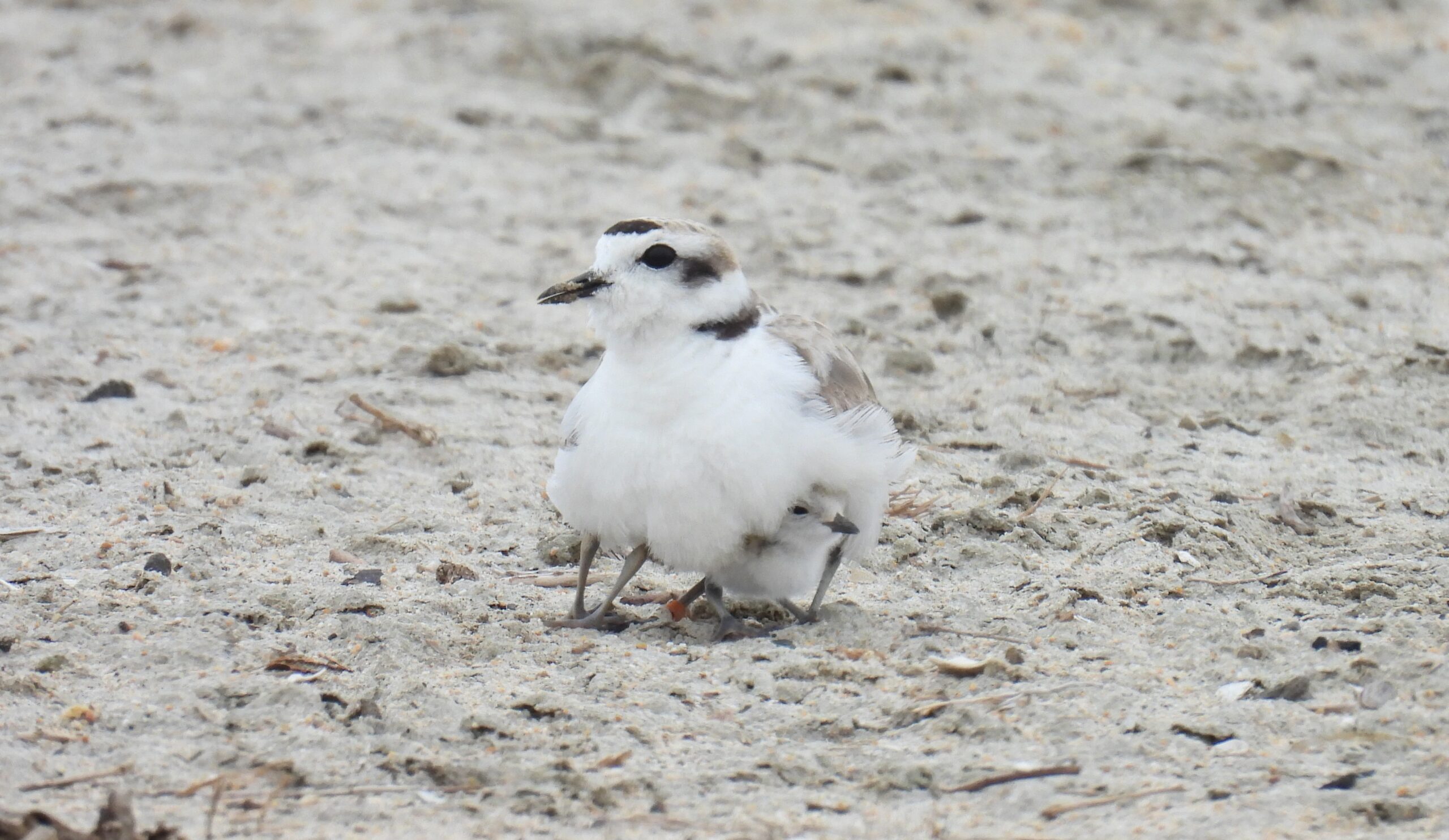 A Western Snowy Plover and a chick