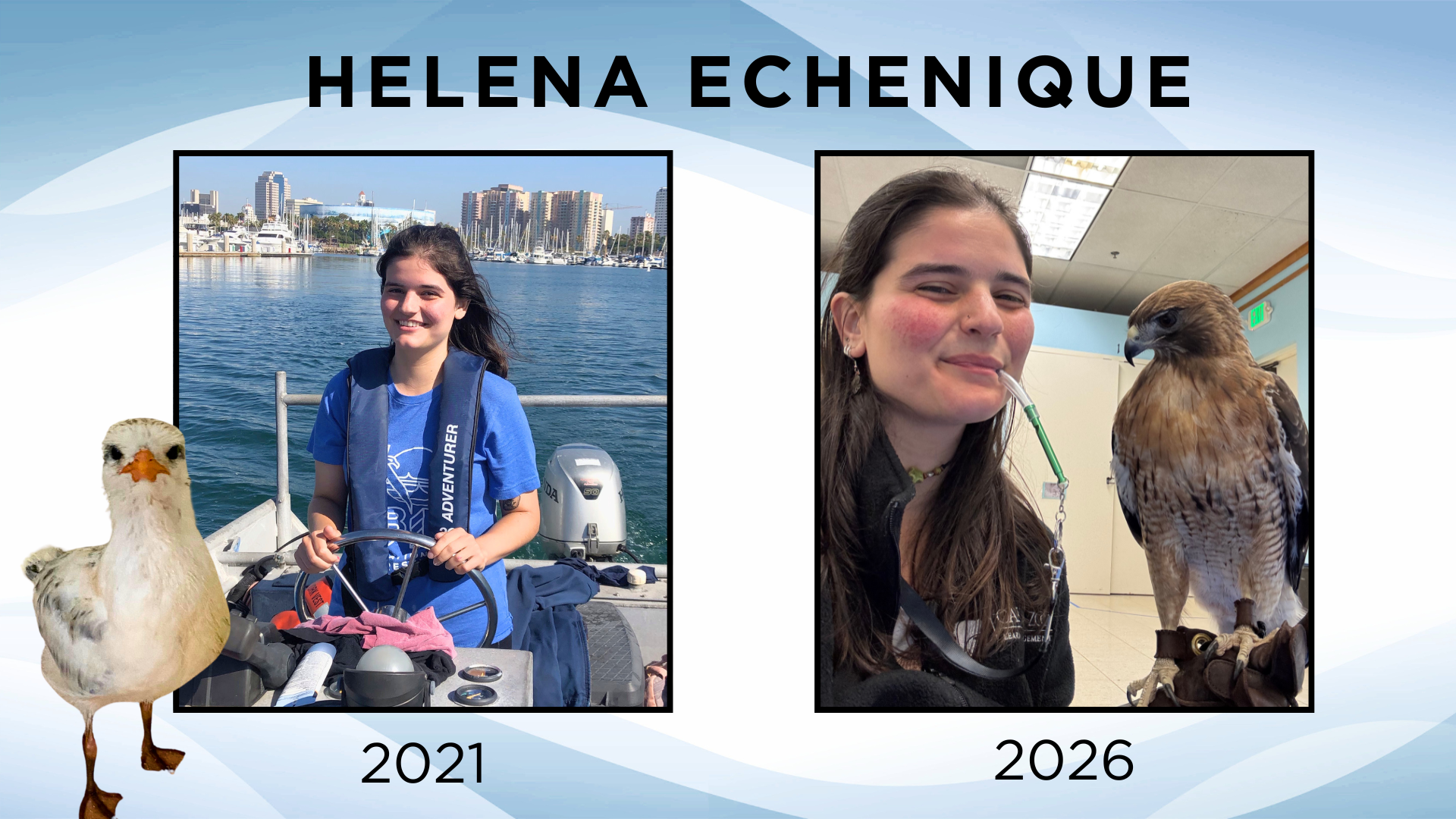 Two photos of Helena Echenique showing her in 2021 driving a boat during the tern crisis and a present photo of her holding a falcon at the Oakland Zoo.