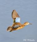 Female Northern Shoveler - Scott Jack