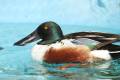 Male Northern Shoveler
