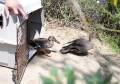 Botulism-Tulare-release-photo-Northern-Pintail-Northern-Shoveler