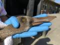 Northern Shoveler Bill